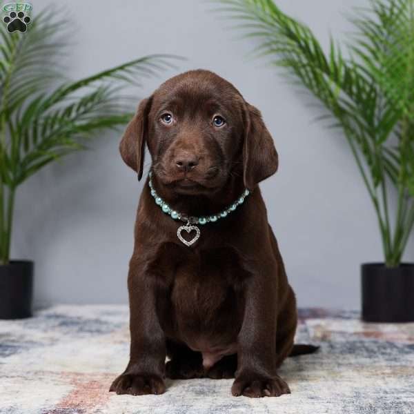 Teddy, Chocolate Labrador Retriever Puppy